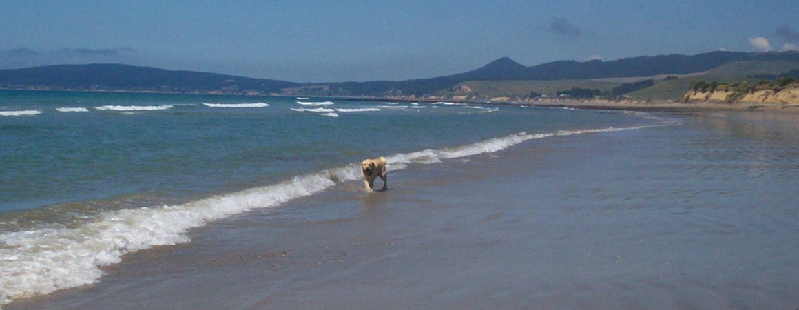 beautiful beaches of Palmerston