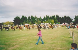 Palmerston and Waihemo A&P Show